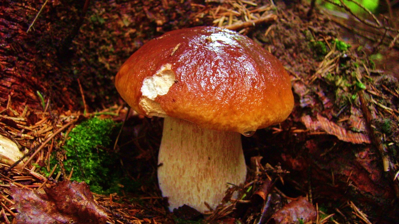 Белый гриб обои