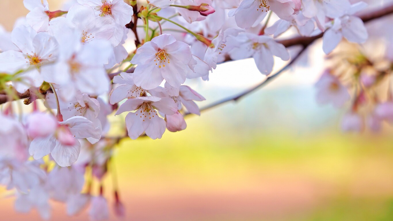 Цветение вишни обои