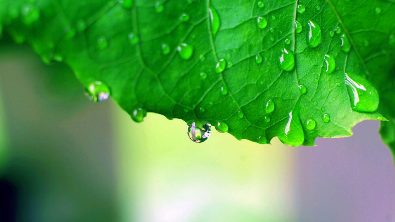 Роса на листе в макро обои