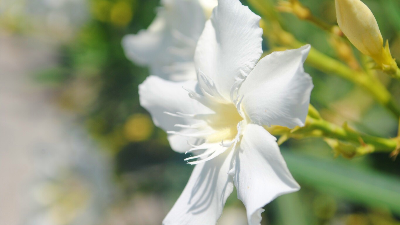 Эухарис, амазонская лилия обои