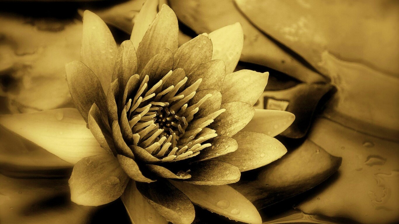 Кувшинка обои