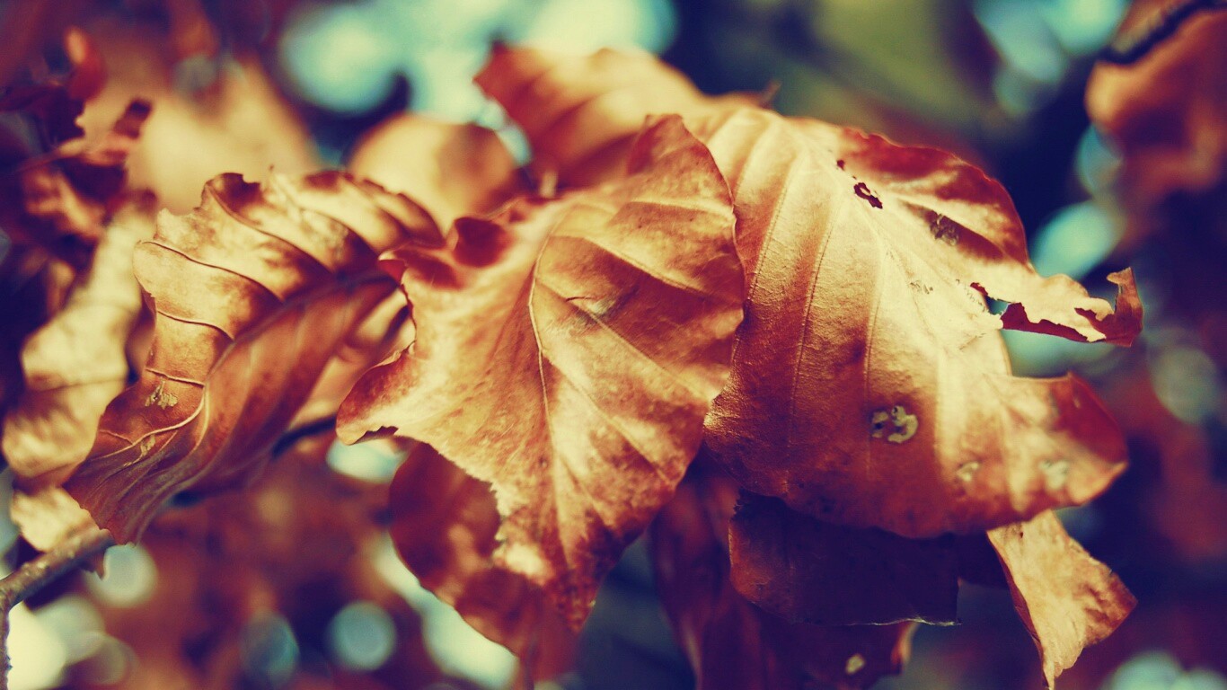 Засохший лист обои