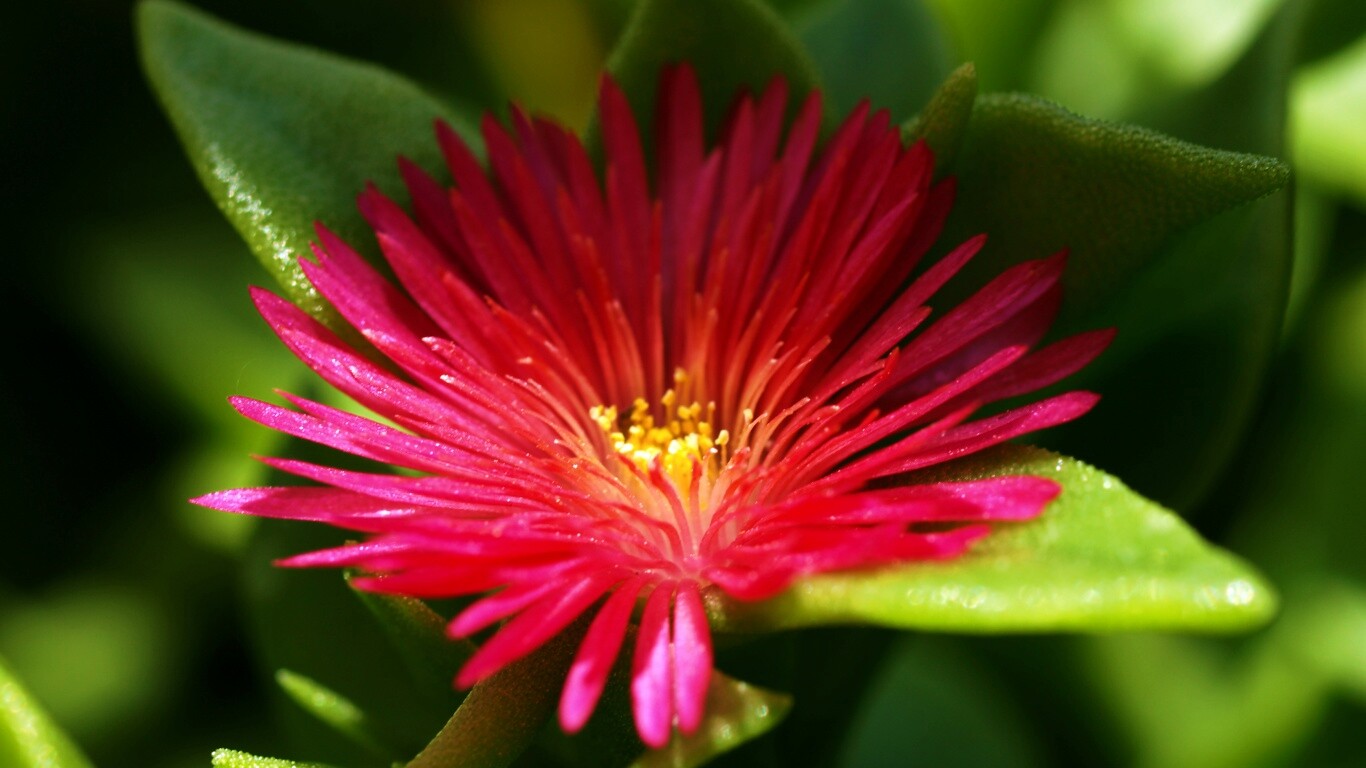 Чудесный цветок обои