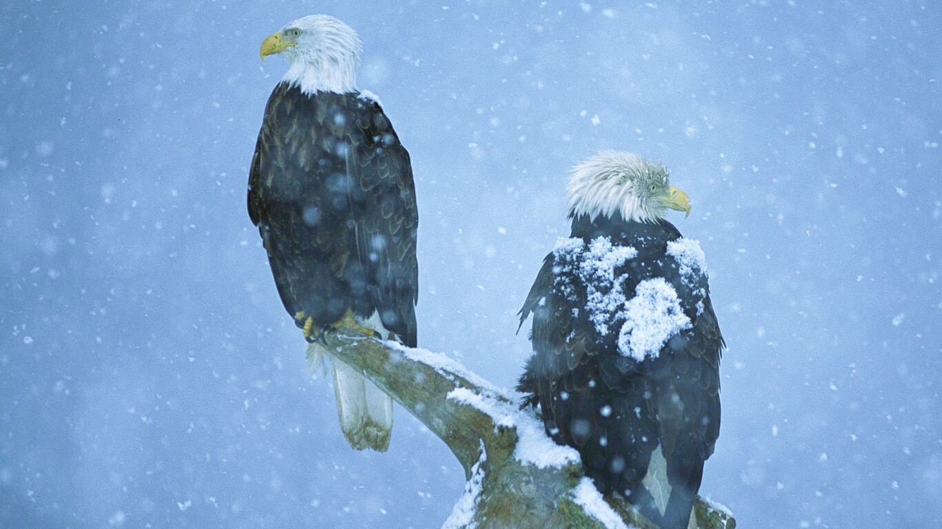 Орлы на ветке в снегопад обои