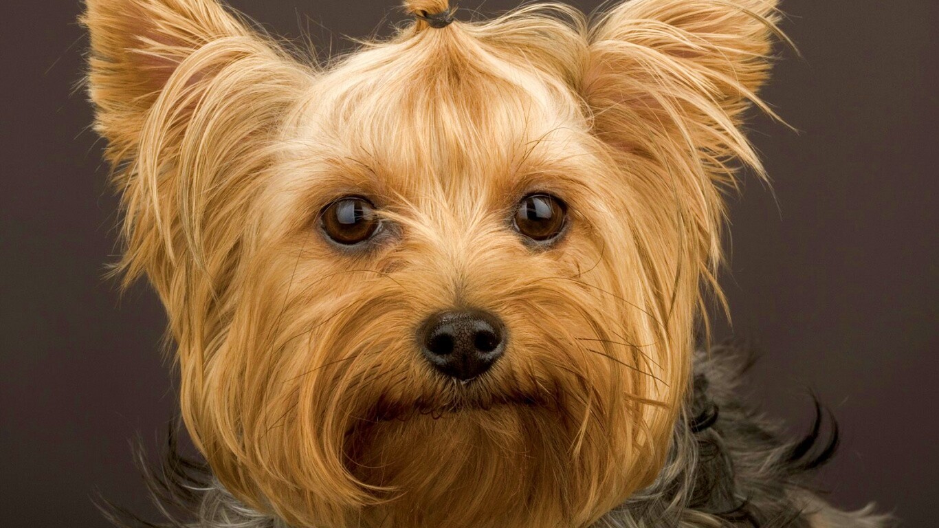 Йоркширский терьер обои