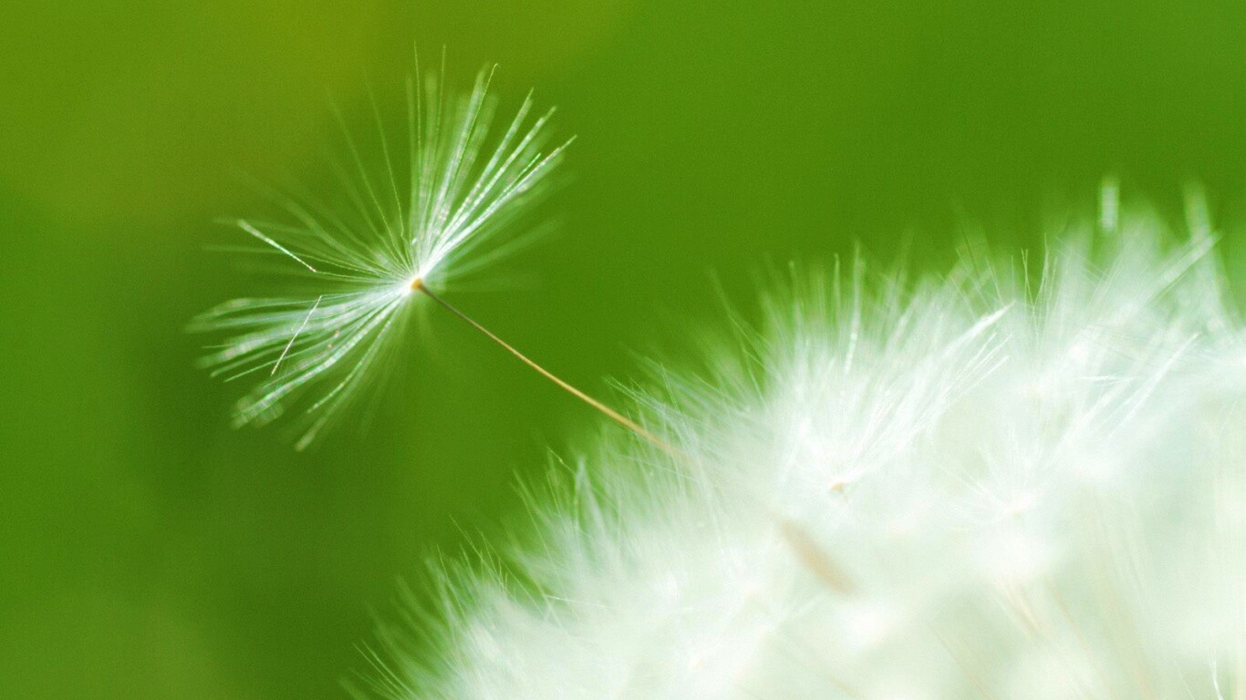 Пушинка одуванчика обои