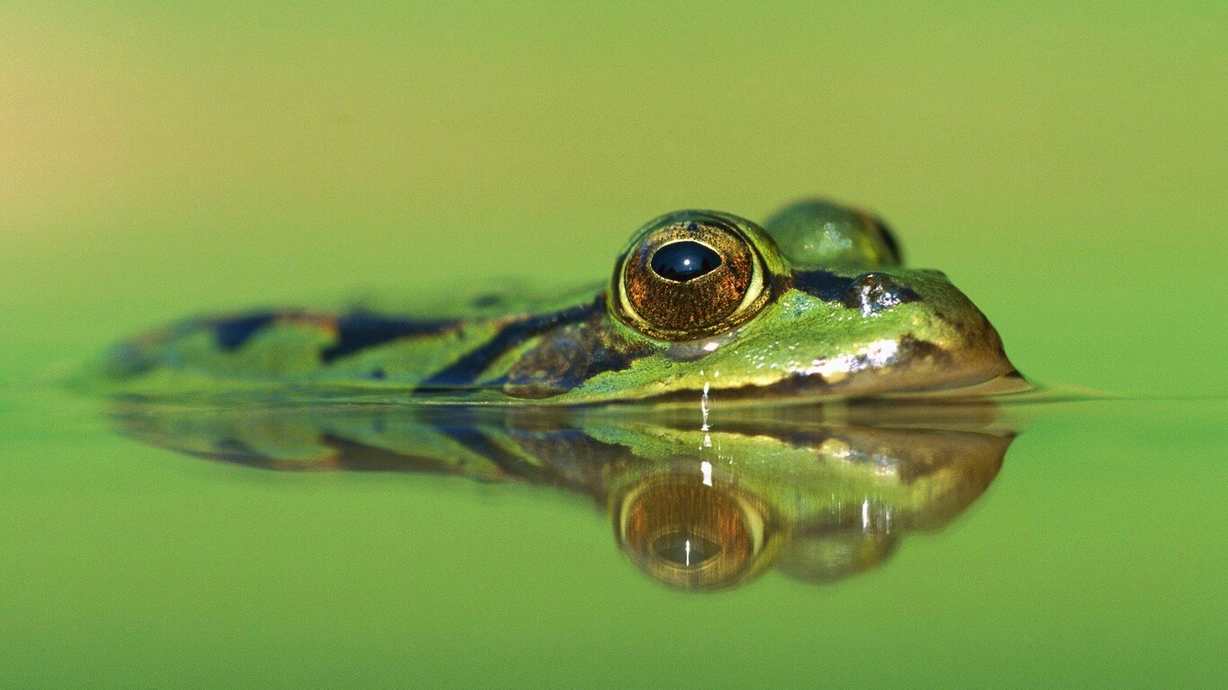 Лягушка обои