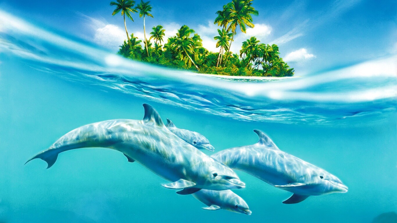 Остров дельфинов обои