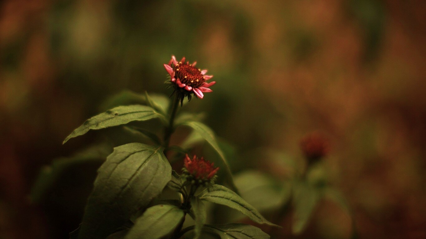 Фотография цветка обои