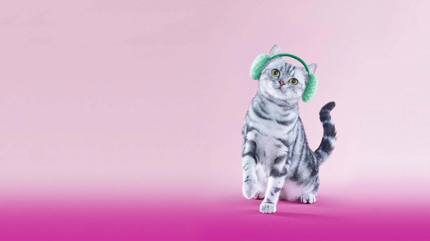 Кот в зеленых наушниках обои