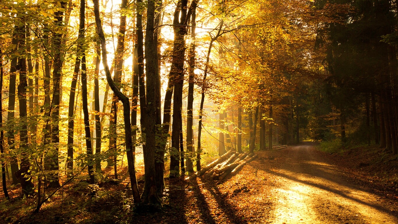 Дорога вдоль просеки в осеннем лесу обои