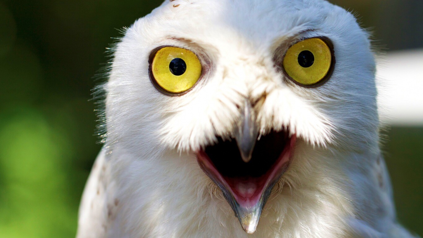 Сова в шоке! обои