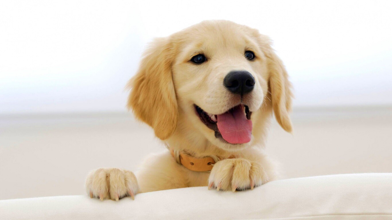 Щенок голден ретривера обои