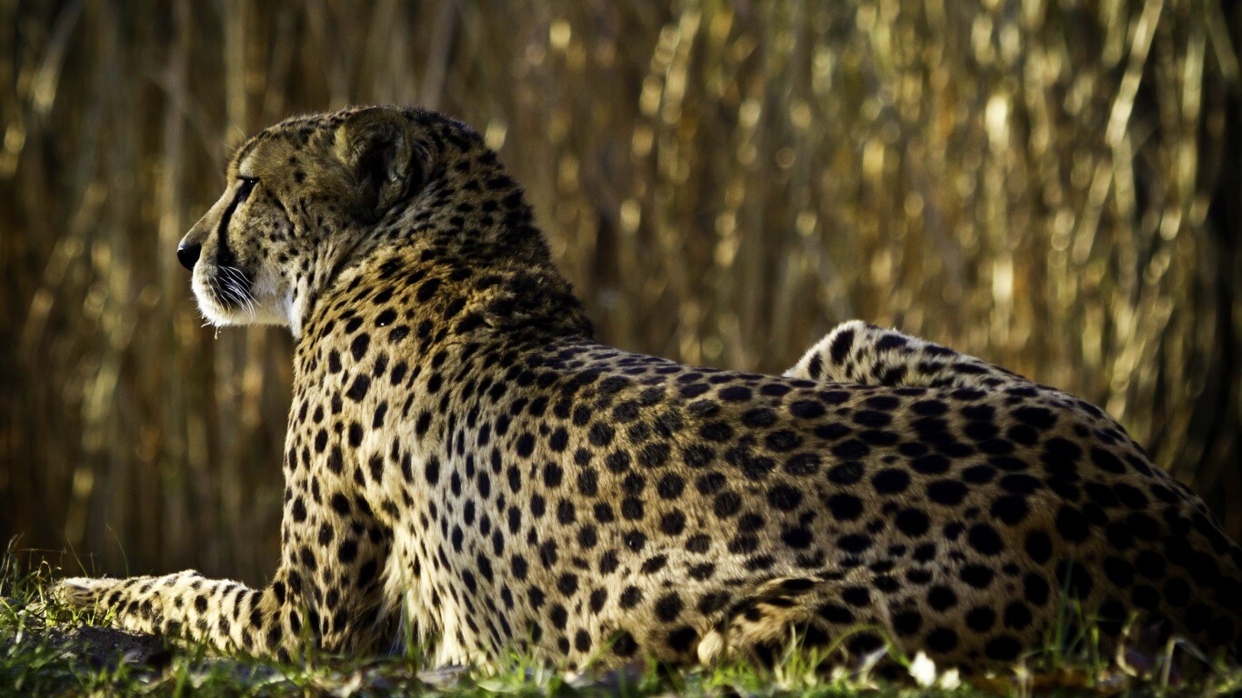 Гепард обои