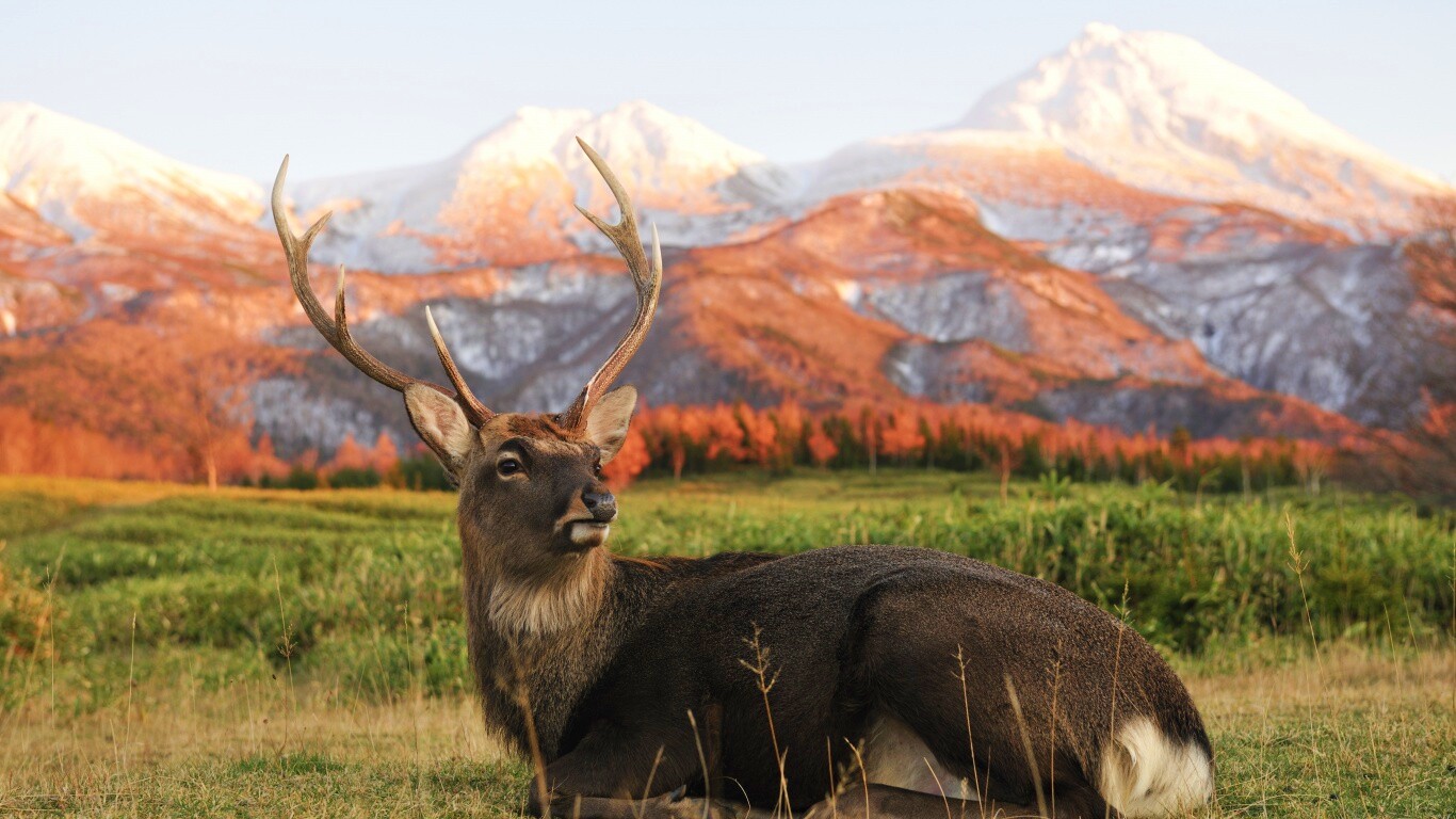 Олень отдыхает в предгорьях обои