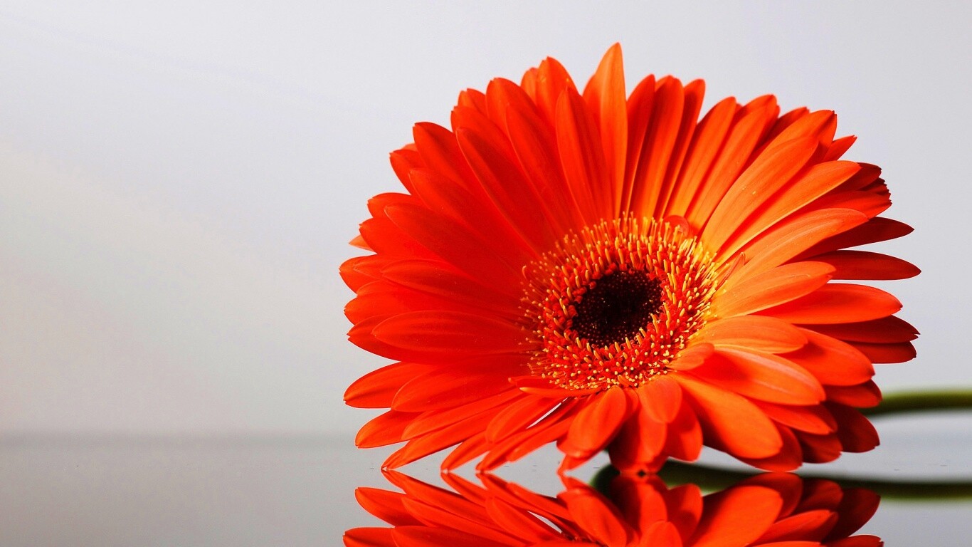 Гербер на стекле обои