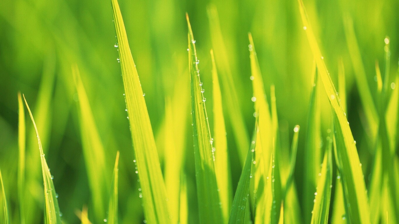 Яркая зеленая трава обои