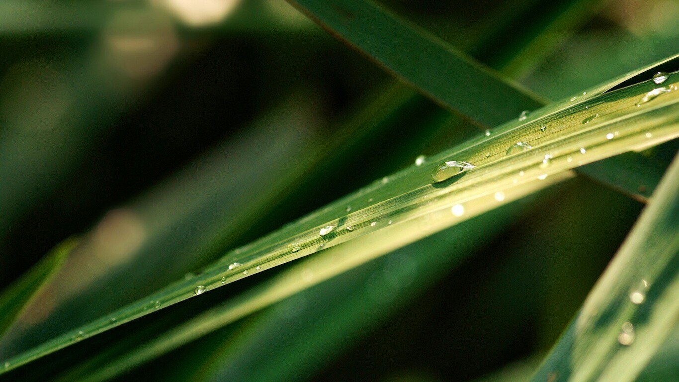 Капли росы на листе обои