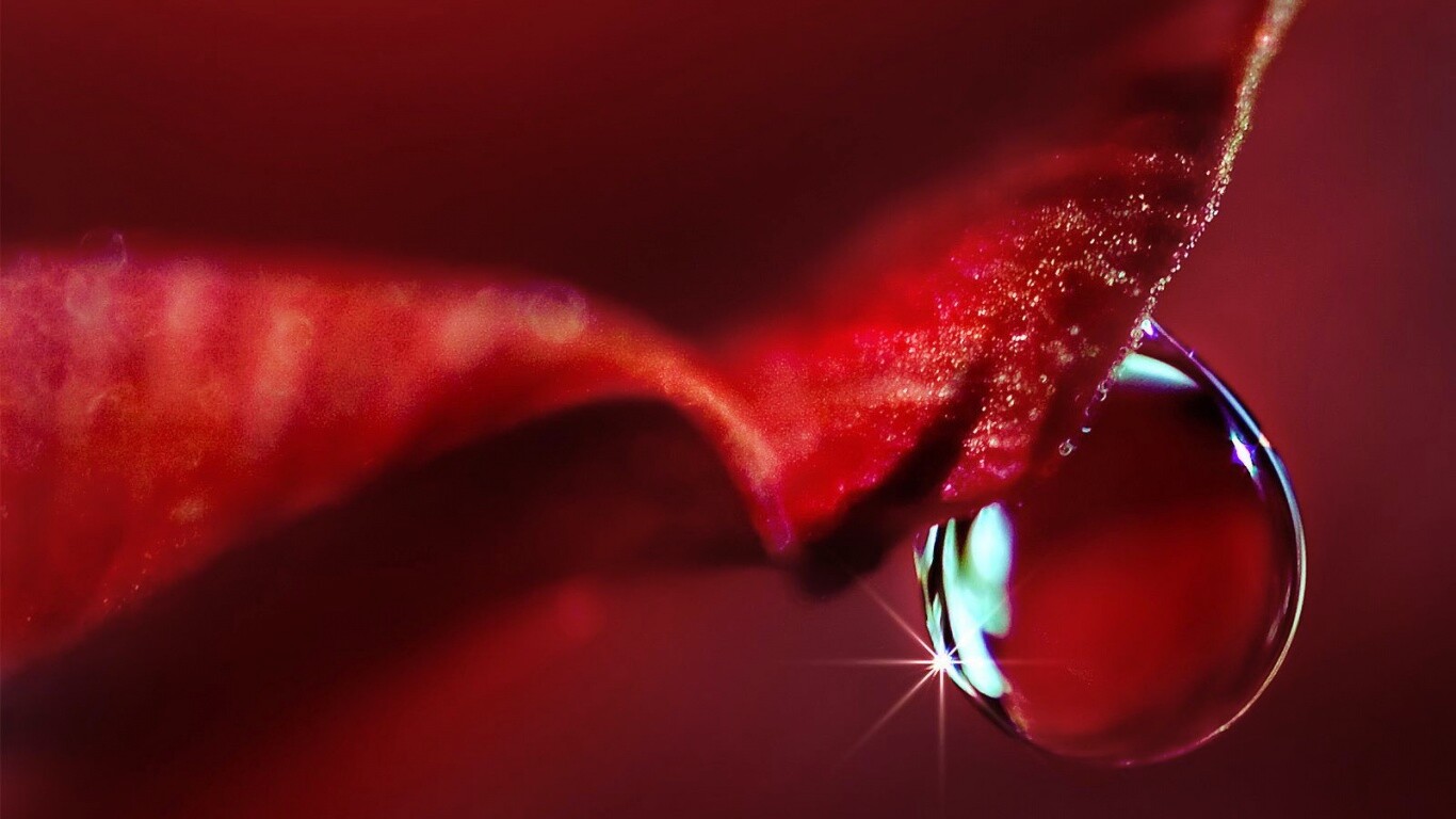 Макро капля на лепестке обои