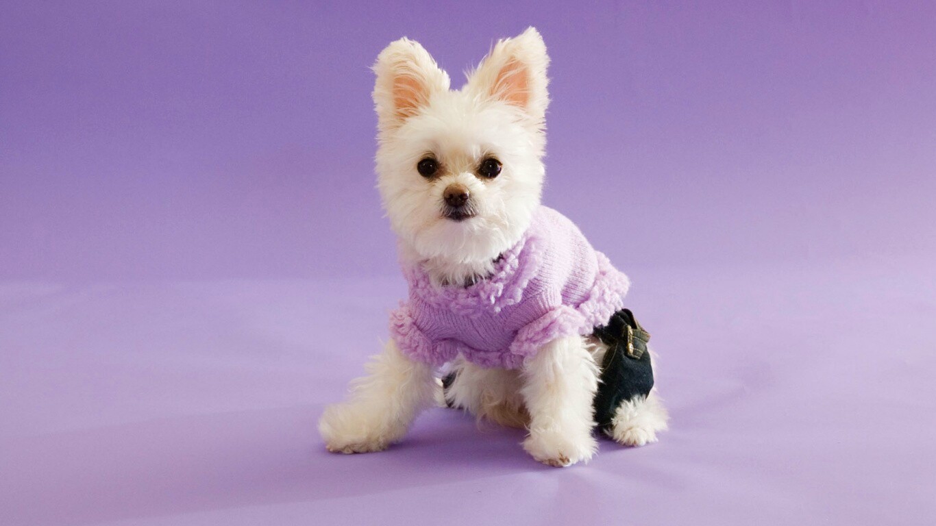 Собачка в свитере обои