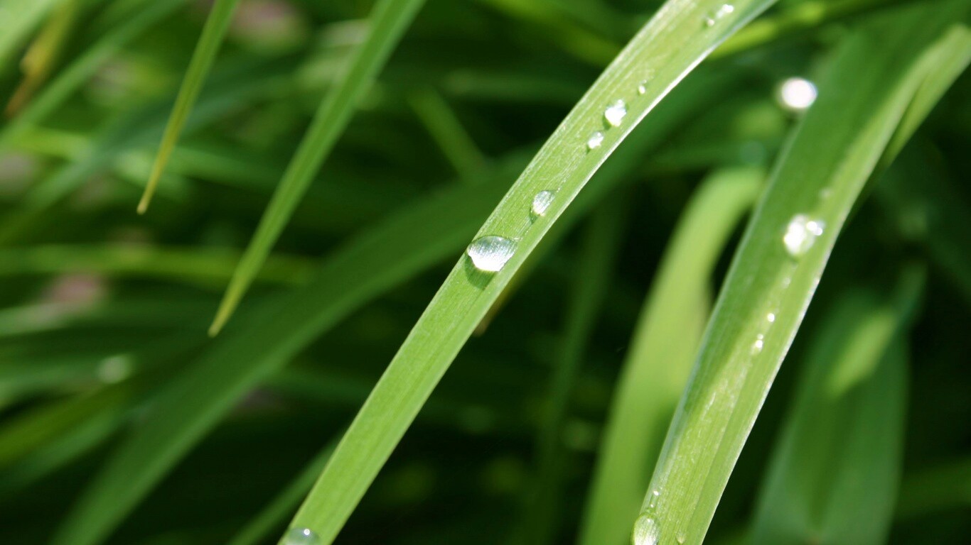 Капли росы на траве обои