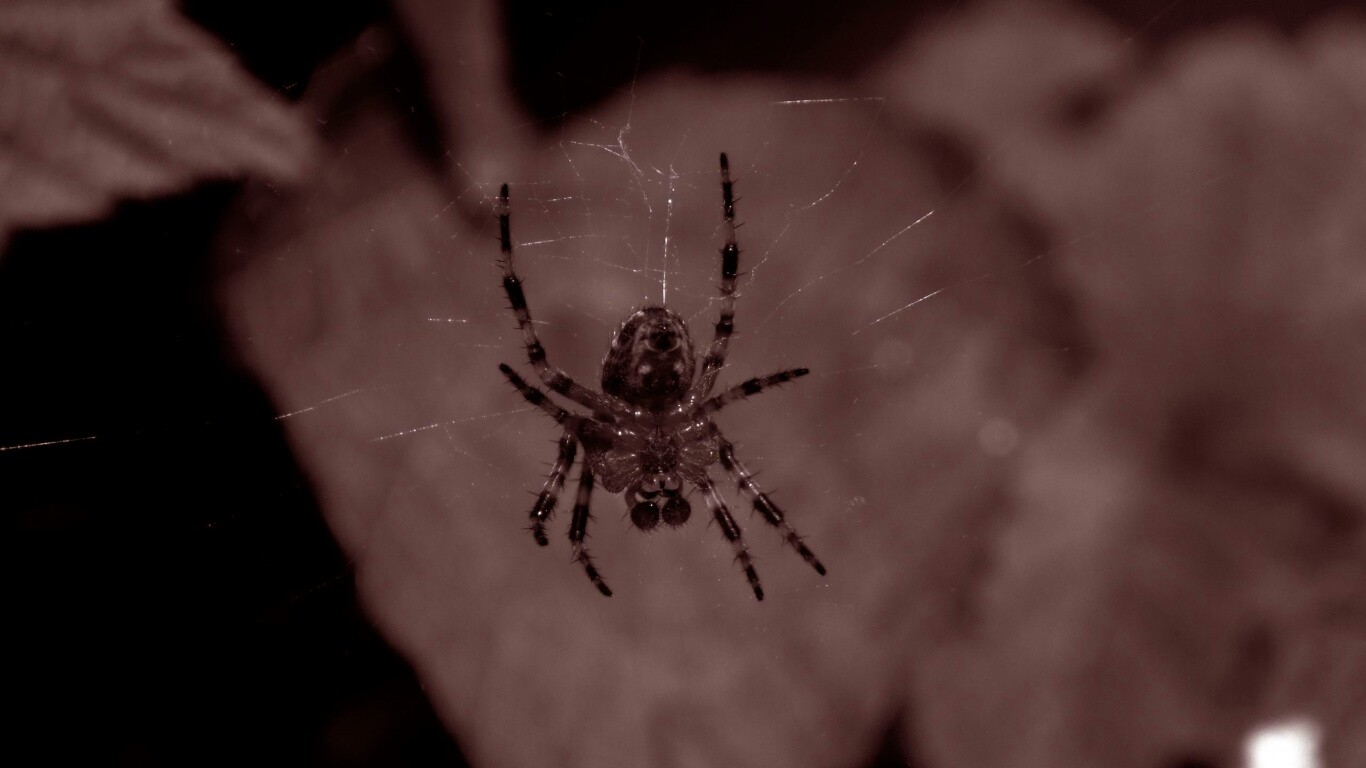 Паук на паутине обои