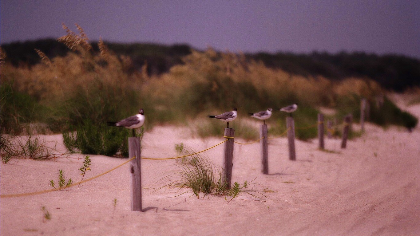 Птички на столбиках обои