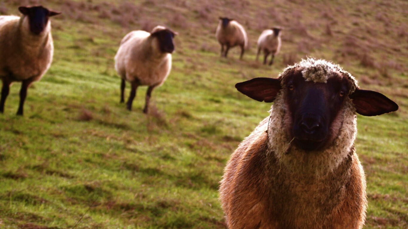 Овцы на пастбище обои