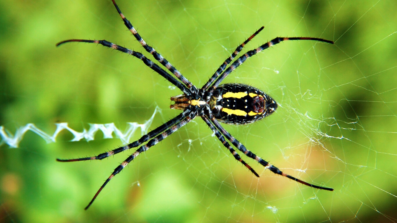 Огромный паук обои