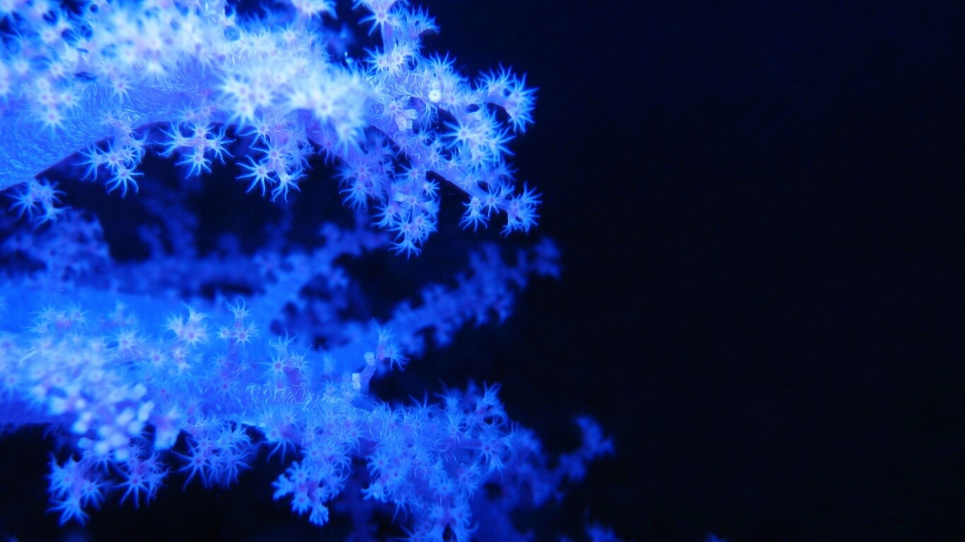 Кораллы обои