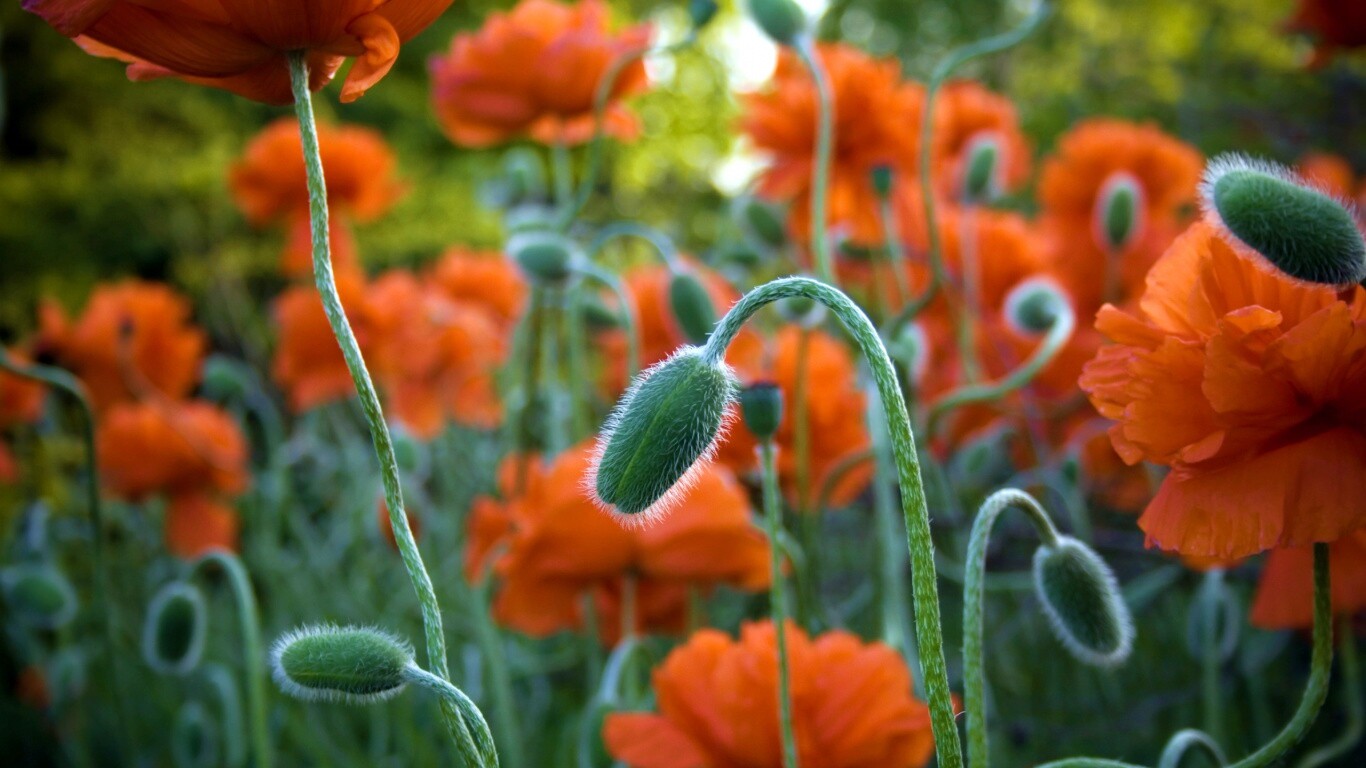 Бутон среди цветов обои