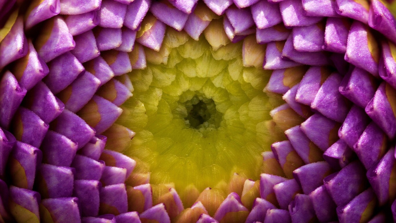 Сердцевина цветка обои