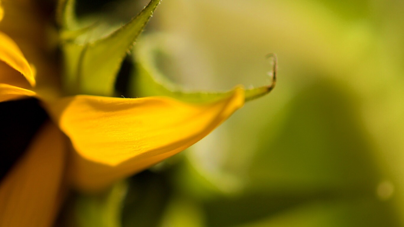 Солнечный цветок обои