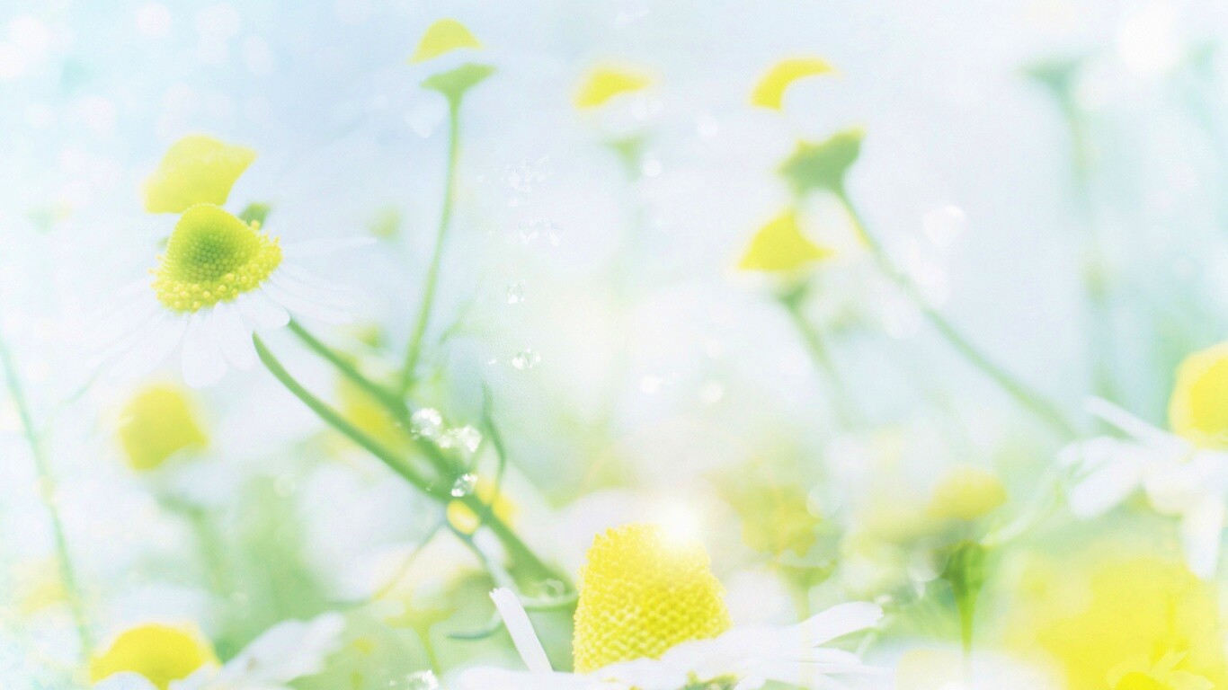 Летние цветы в лучах света обои