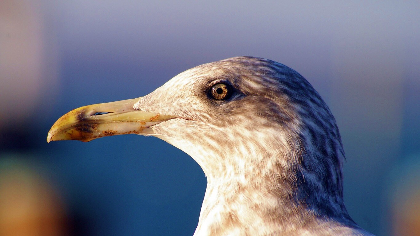 Птичка с длинным клювом обои
