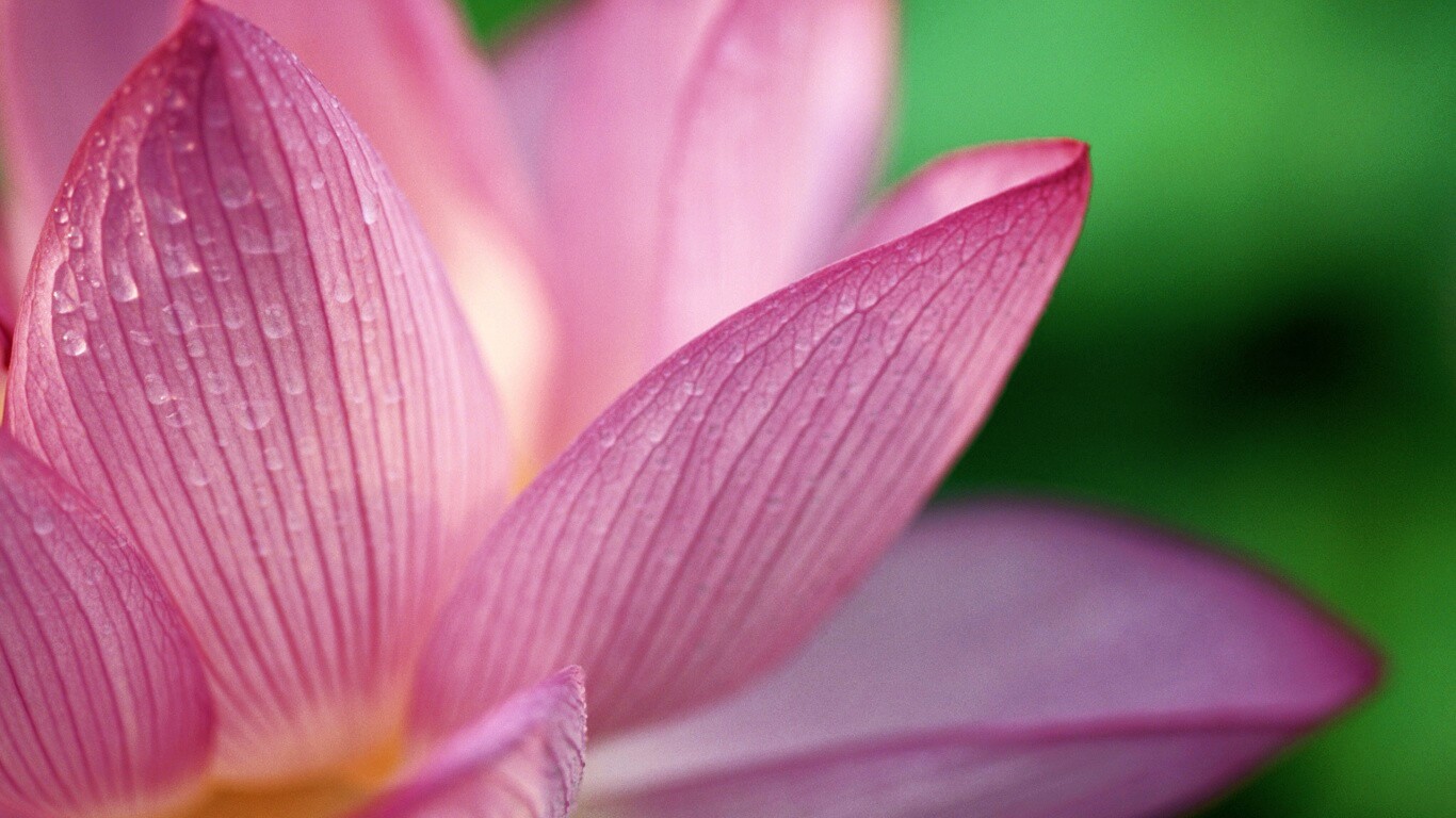 Лепестки цветов обои