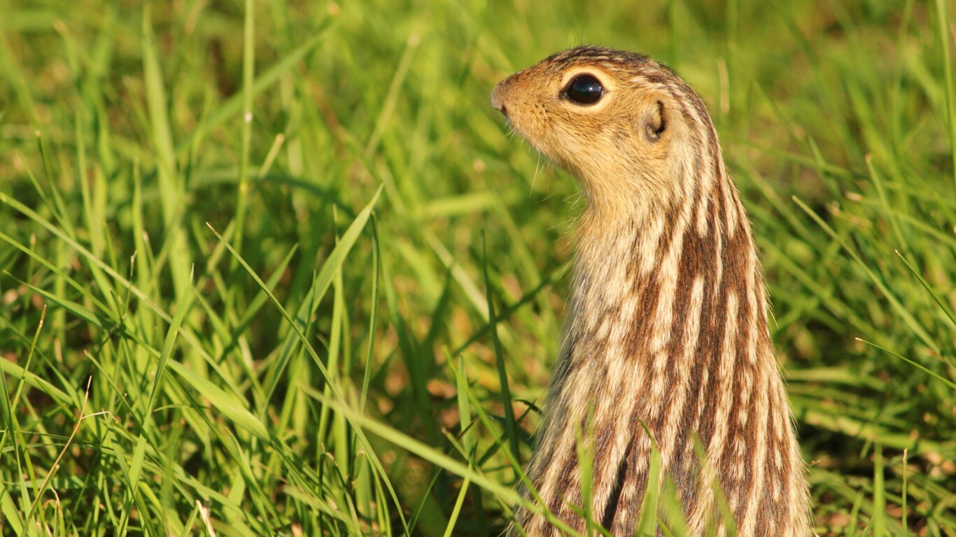 Сурок в стойке обои