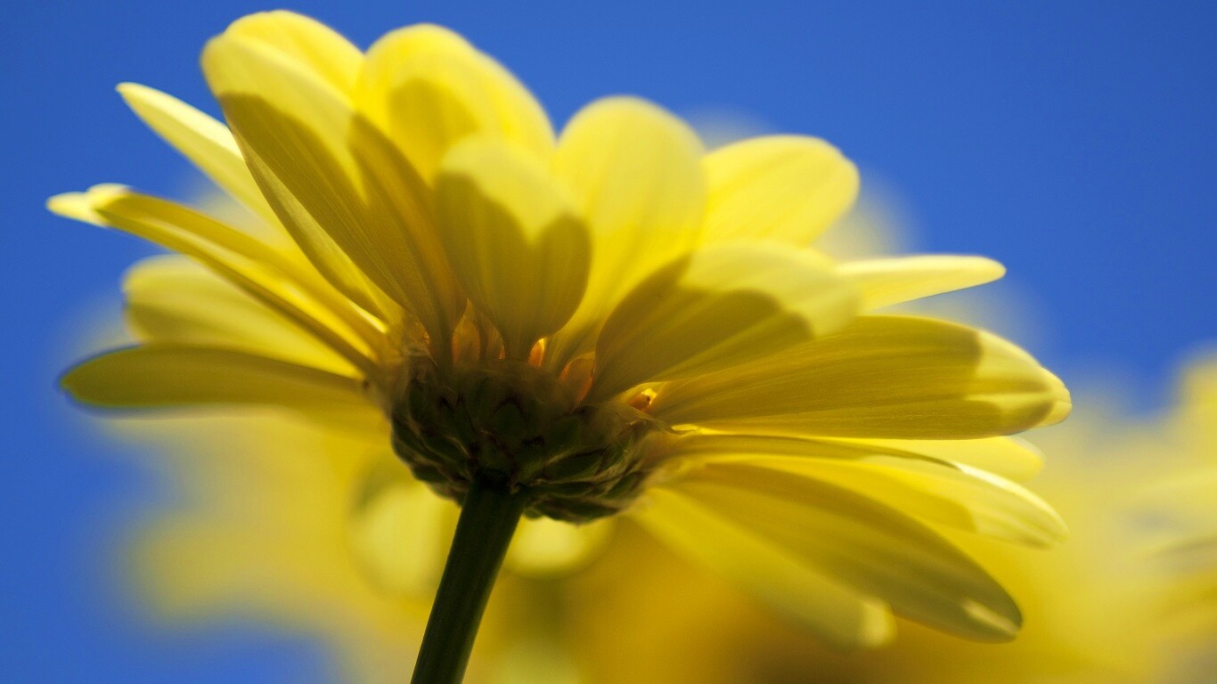 Макро-фото желтого цветка обои