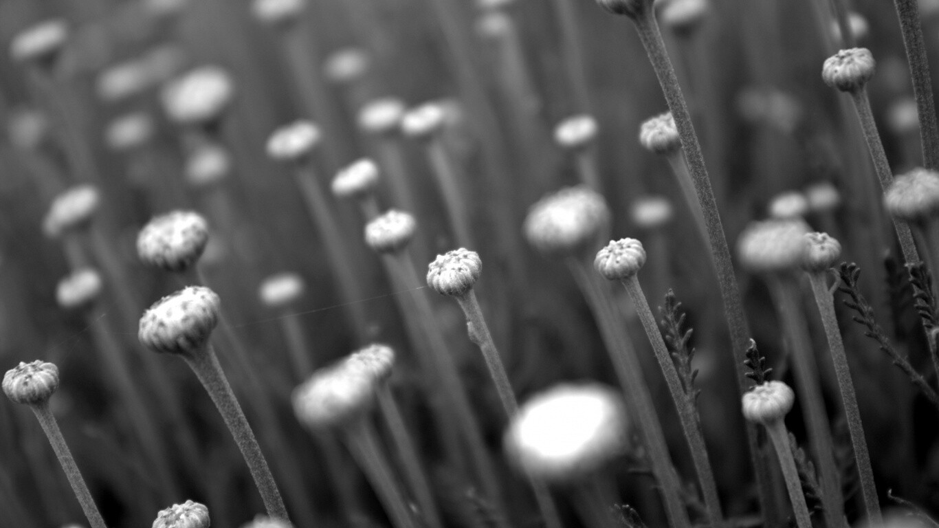 Молодые стебли обои