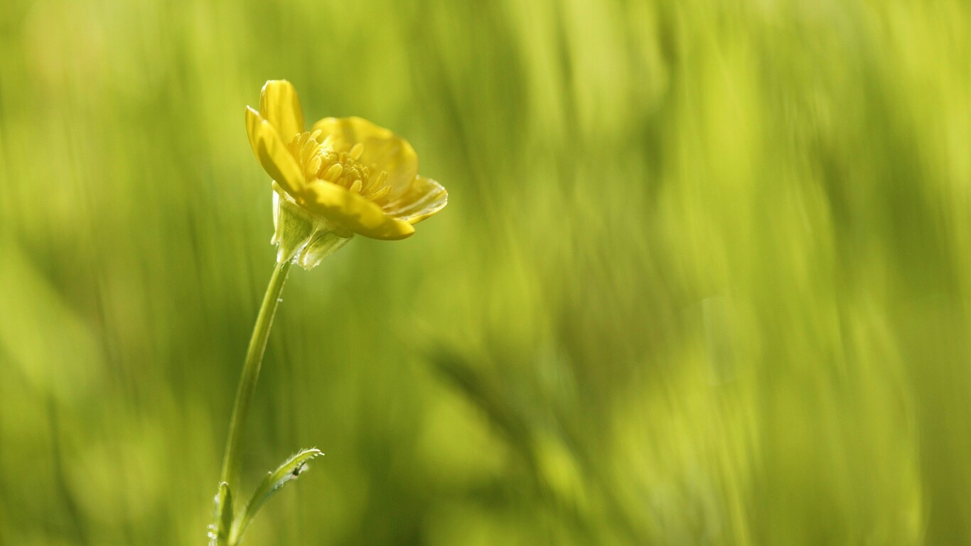 Маленький жёлтый цветочек обои