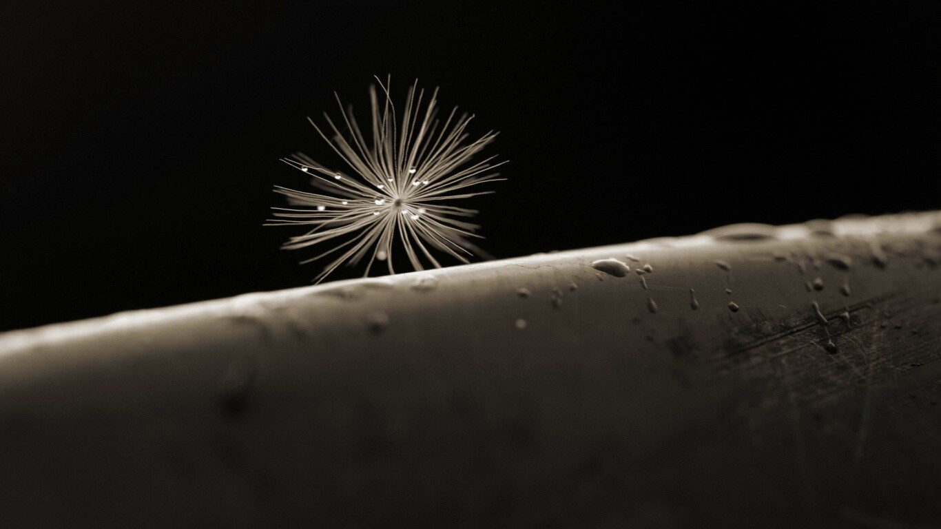 Прилипшая пушинка обои