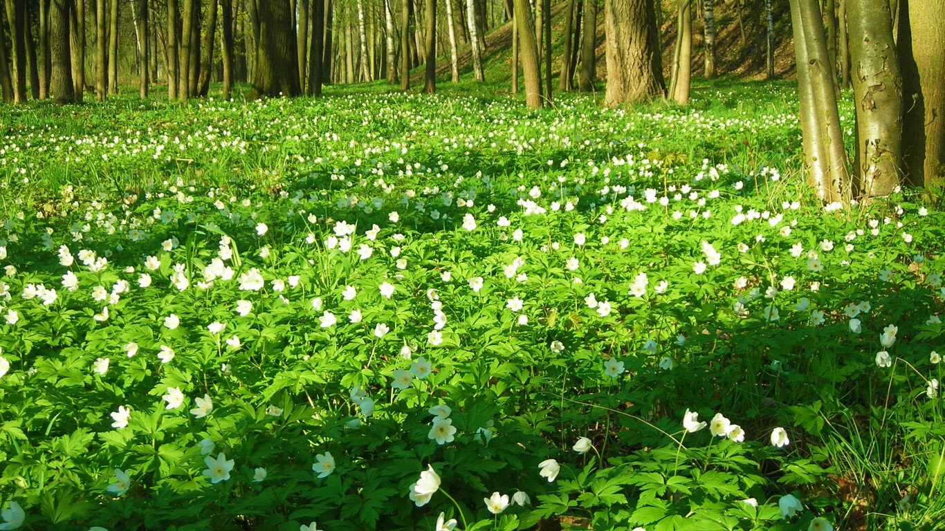 Поляна весенних цветов обои