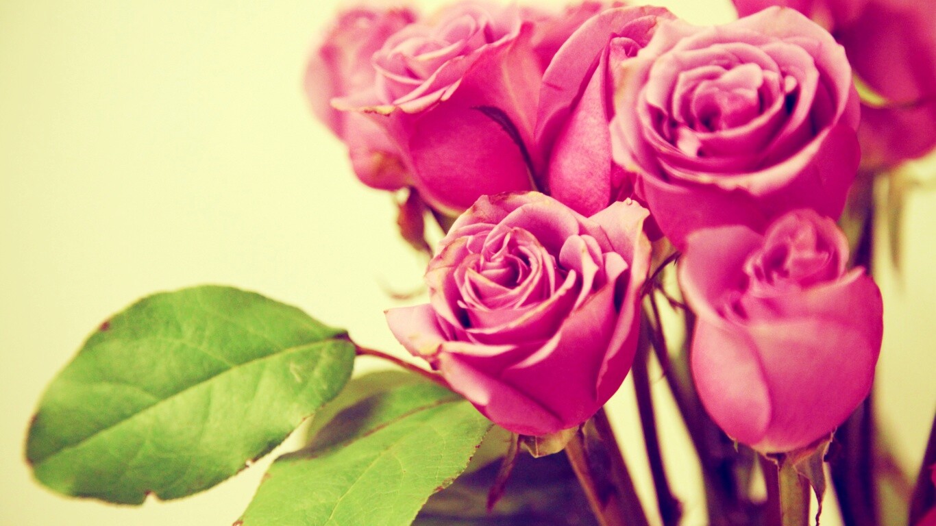 Букет розовых роз обои