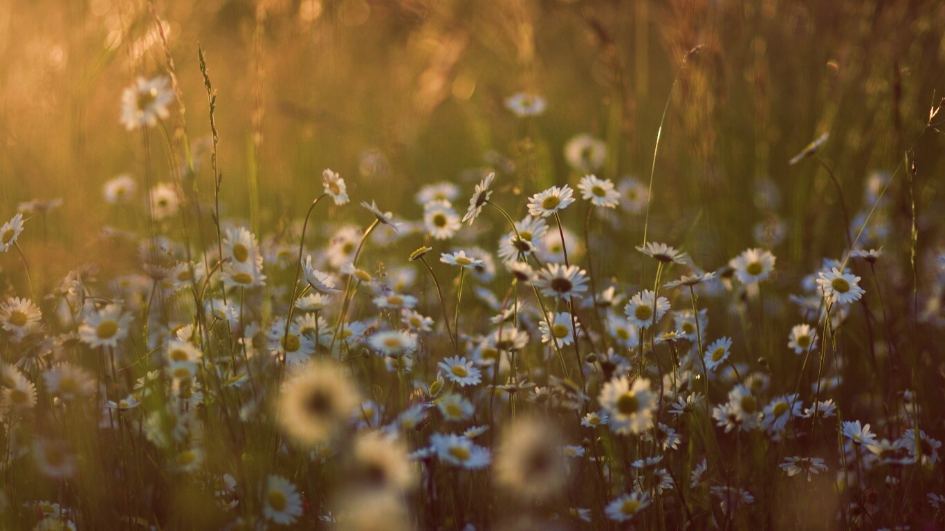 Поле ромашек обои