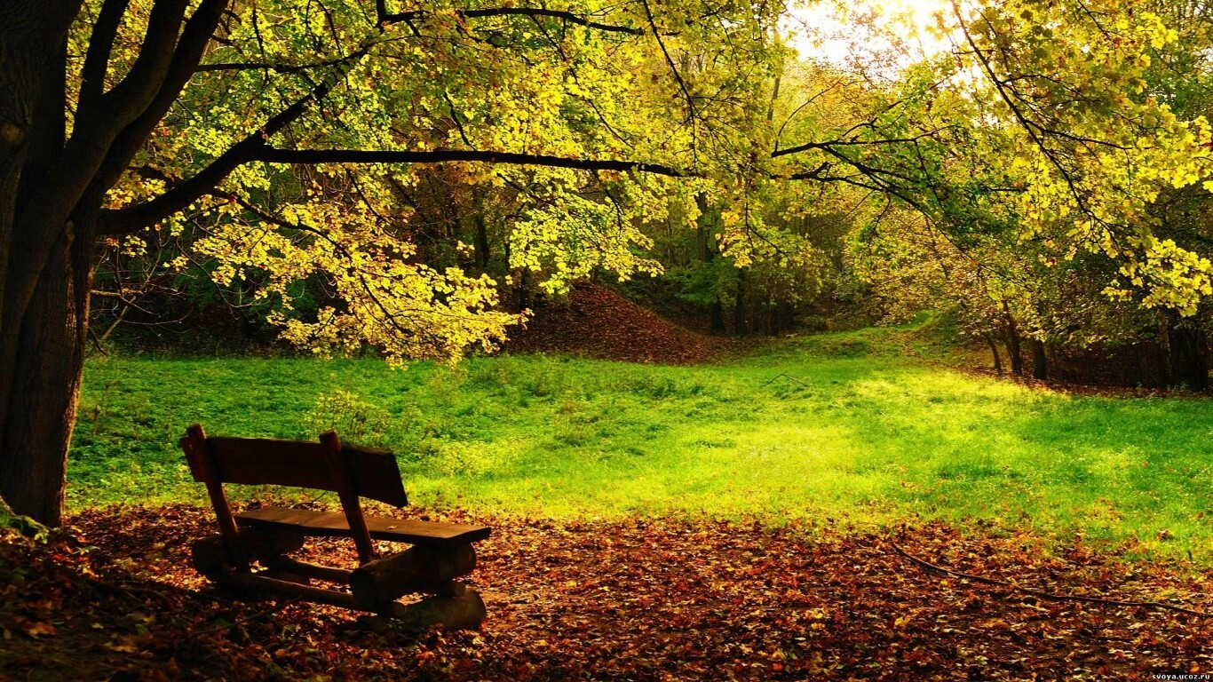 Скамейка под деревом обои