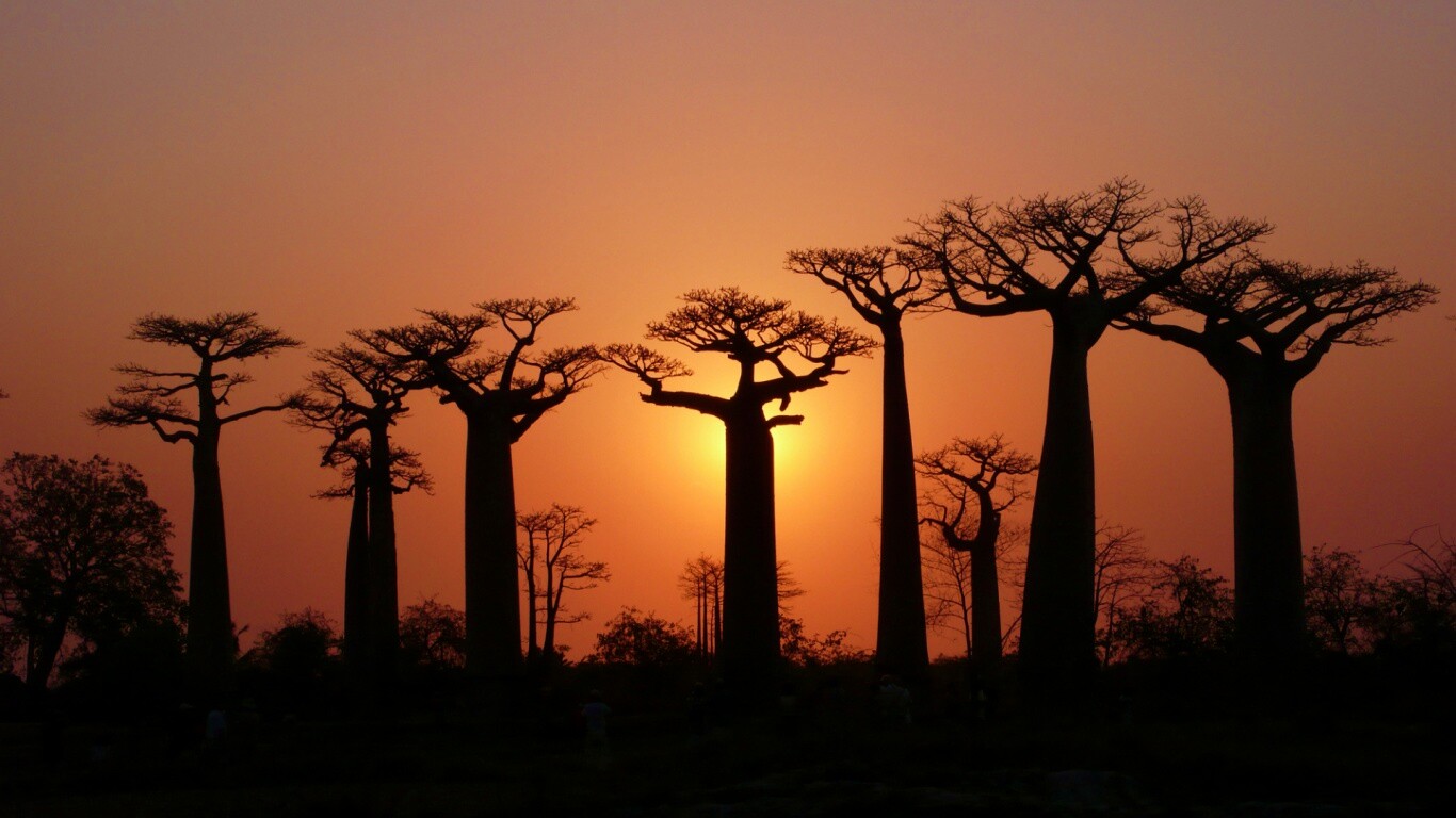 Баобабы на закате обои