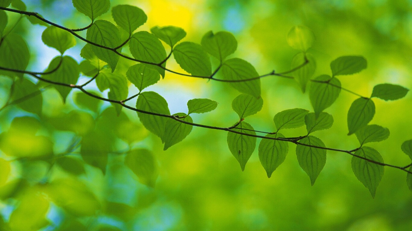 Ветка яркой зелени обои