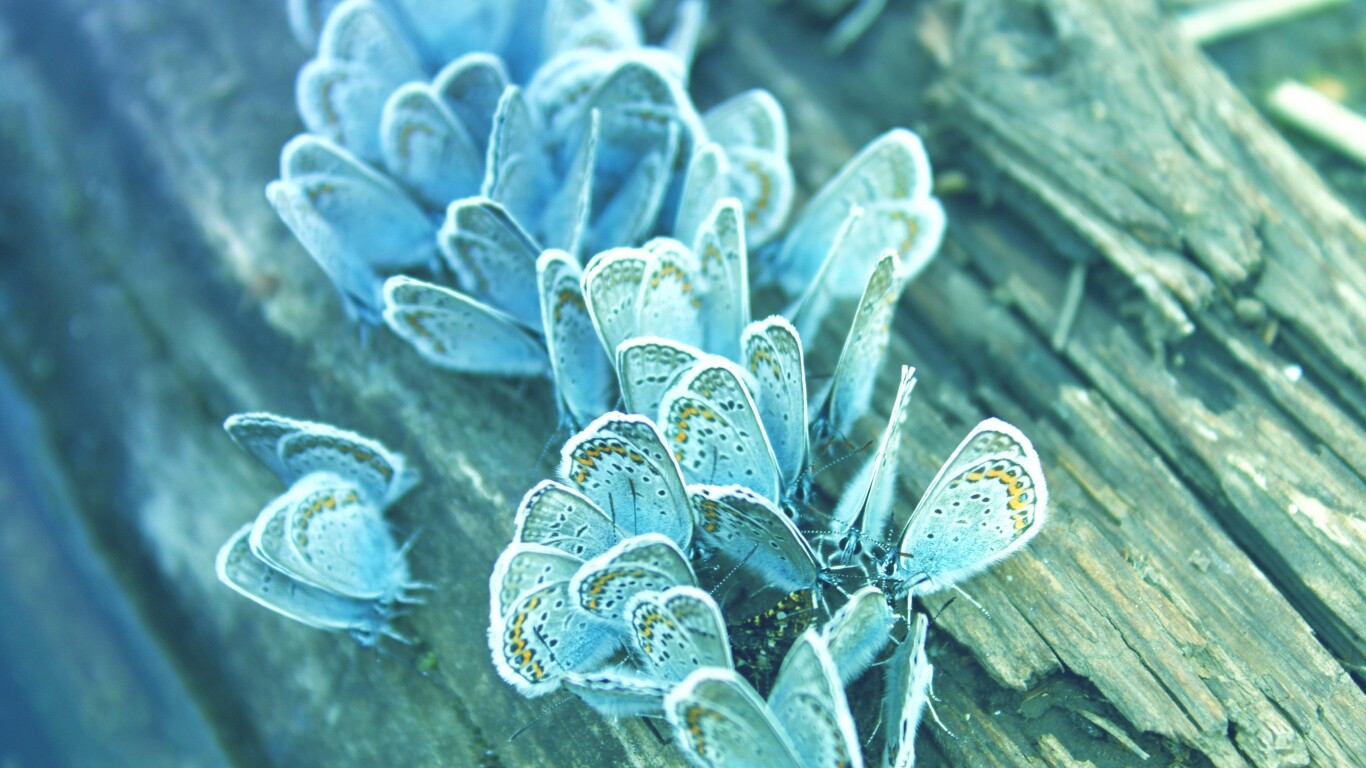Голубые бабочки обои