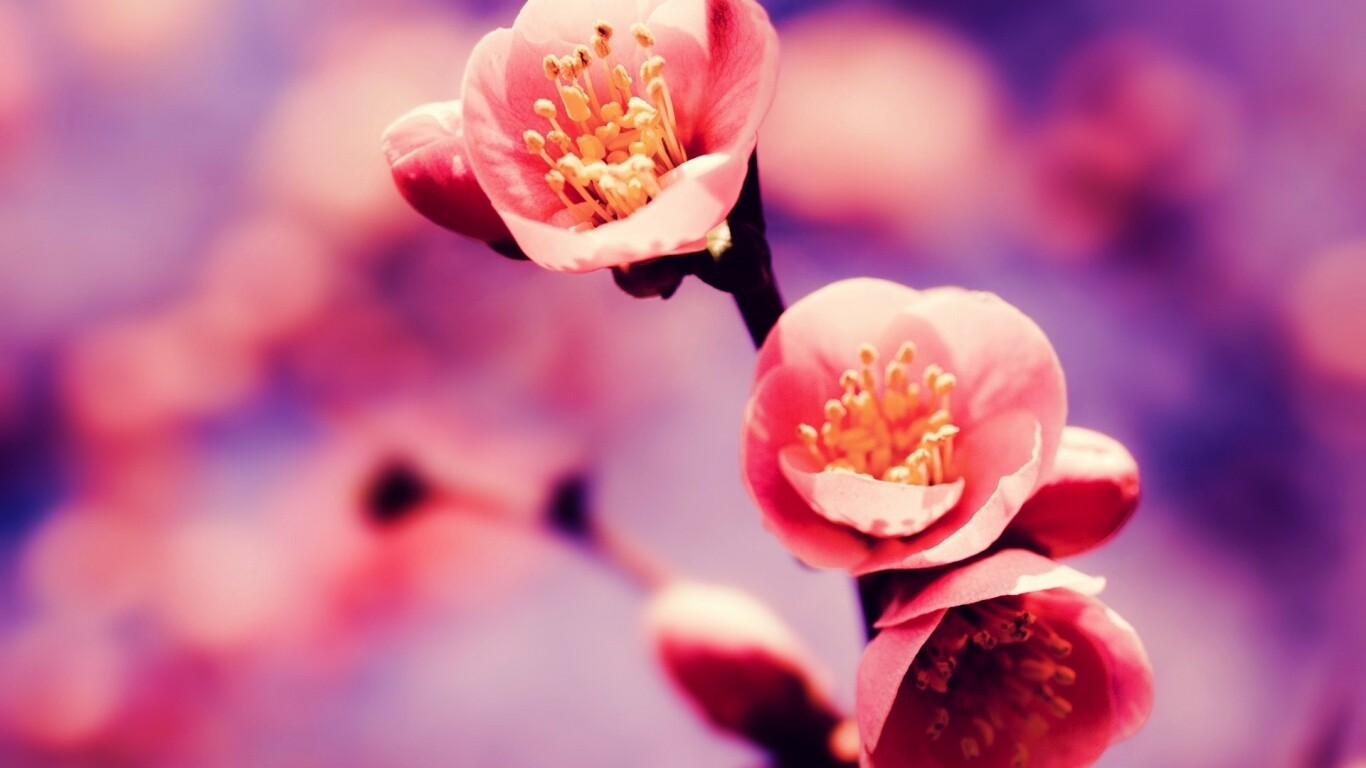 Великолепный цветок обои