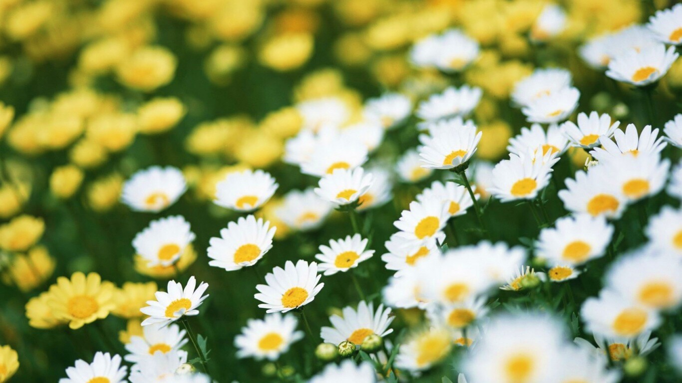 Ромашковое поле обои